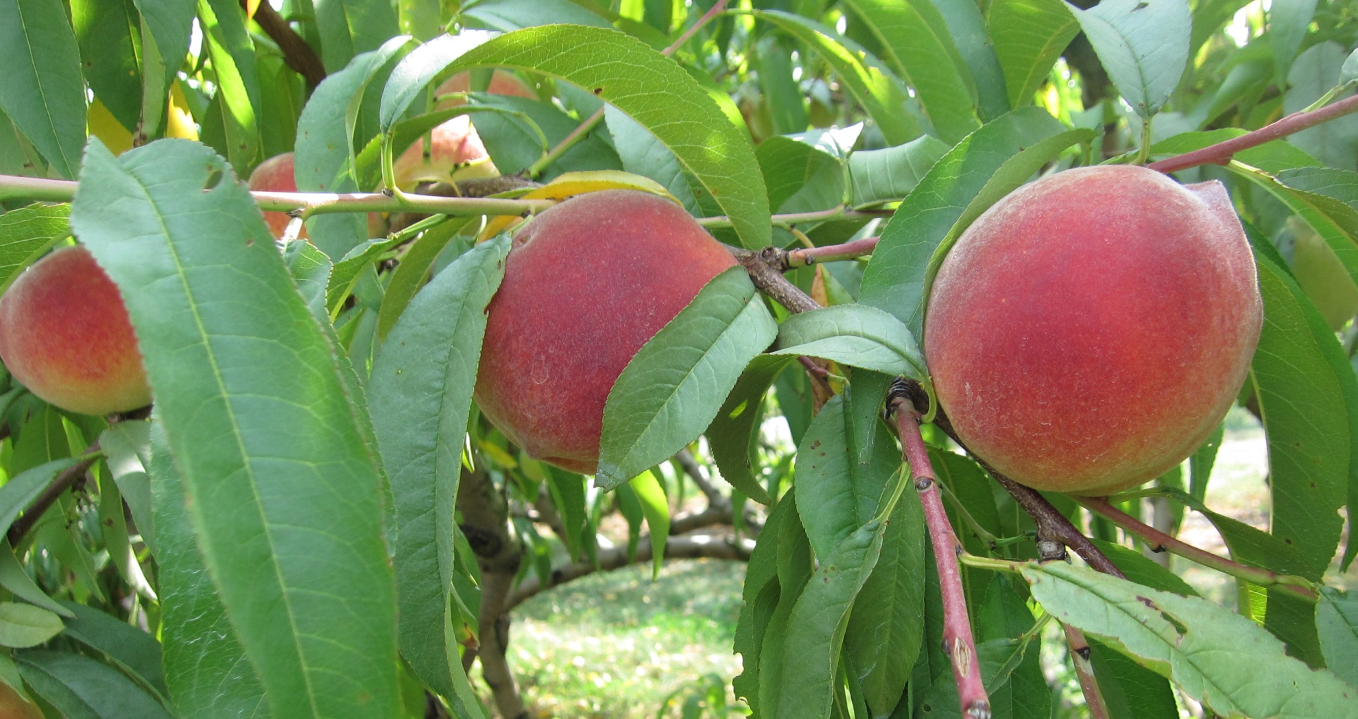 Peach County's heritage: we put the peach in Georgia